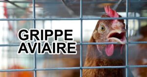 LA GRIPPE AVIAIRE S’ÉTEND SUR LA PICARDIE MARITIME