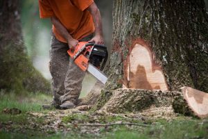 Lire la suite à propos de l’article COUPE ET ABATTAGE D’ARBRES EN ESPACE BOISÉ CLASSÉ (EBC)