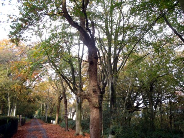 RENCONTRE AVEC UN EXPERT FORESTIER AU BOIS DE CISE VENDREDI 20 MARS DE 9H A 16H